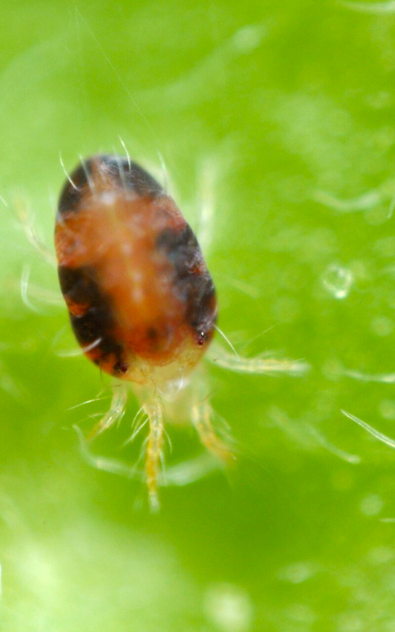 pheniksus new miticide insecticide