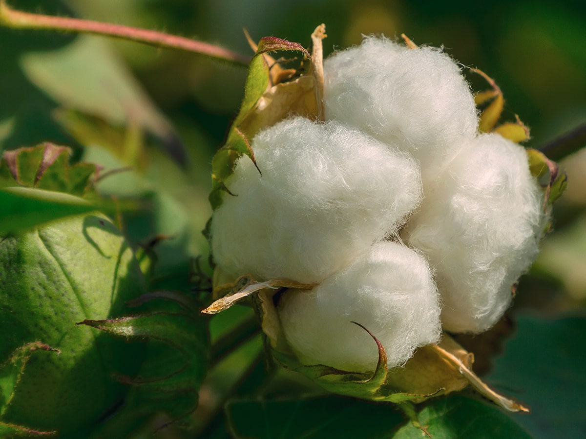 crop-spray-programs-cotton-min