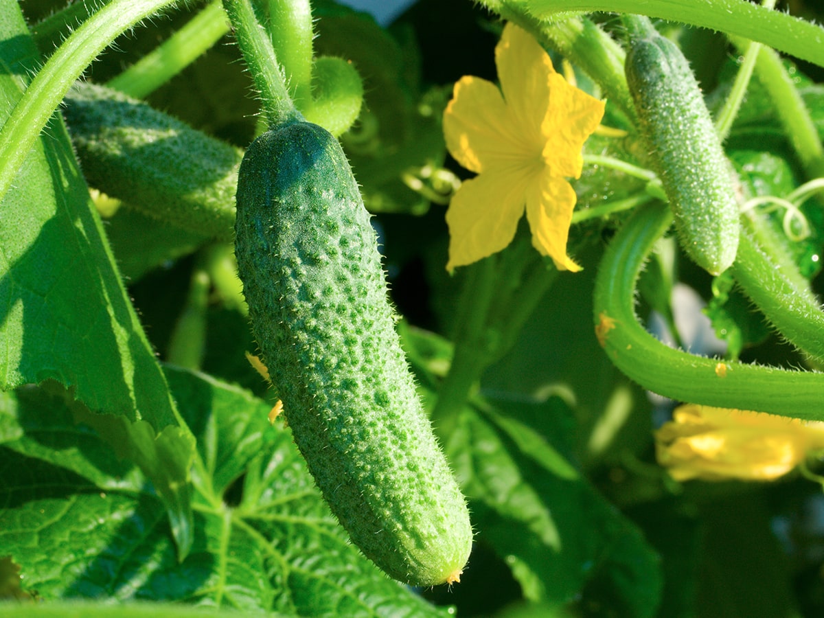 crop-spray-programs-cucumber-min