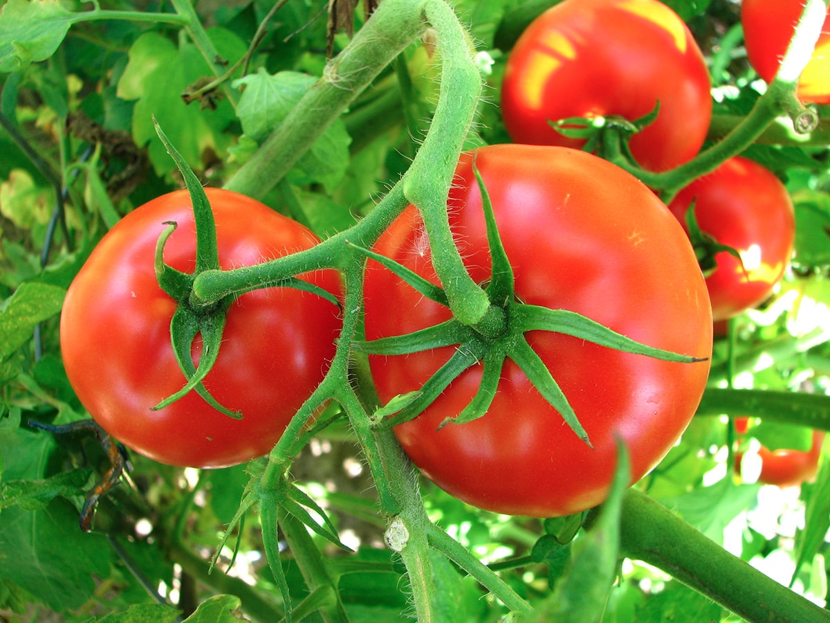 crop-spray-programs-tomato-min
